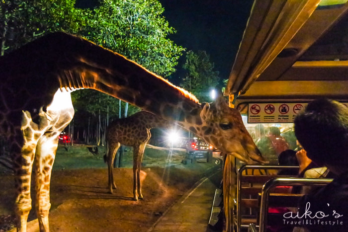 【泰國清邁】清邁夜間動物園｜Chiang Mai Night Safari攻略！跟團＆自由行分析。