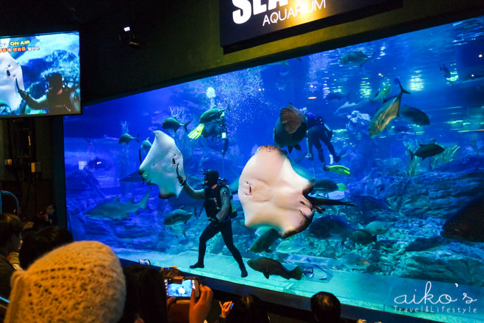 【韓國釜山】SEA LIFE釜山水族館부산아쿠아리움～鯊魚及水獺餵食秀讓人值回票價！